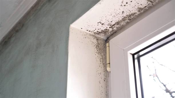 Best Residential Mold Removal  in Sweetser, IN