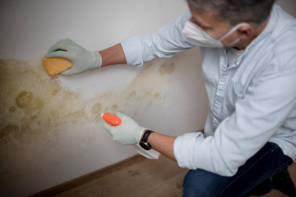 Best Mold Removal Company Near Me  in Sweetser, IN