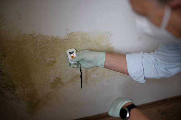 Best Fast Mold Removal  in Sweetser, IN