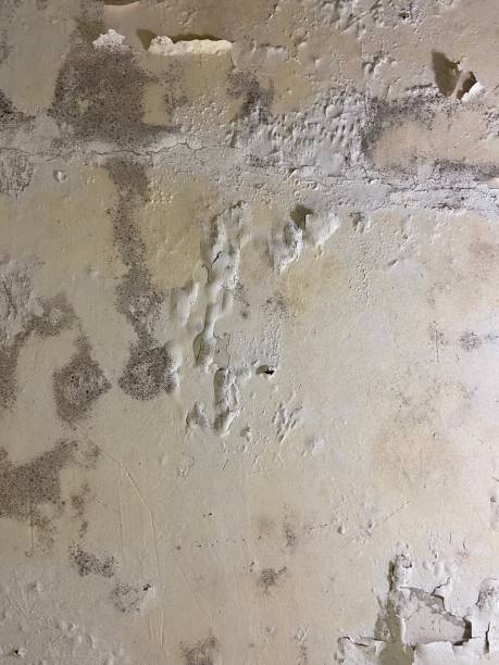 Best Home Mold Removal  in Sweetser, IN