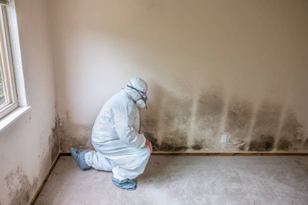Mold Removal Process in Sweetser, IN