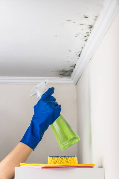 Best Mold Cleaning Services  in Sweetser, IN