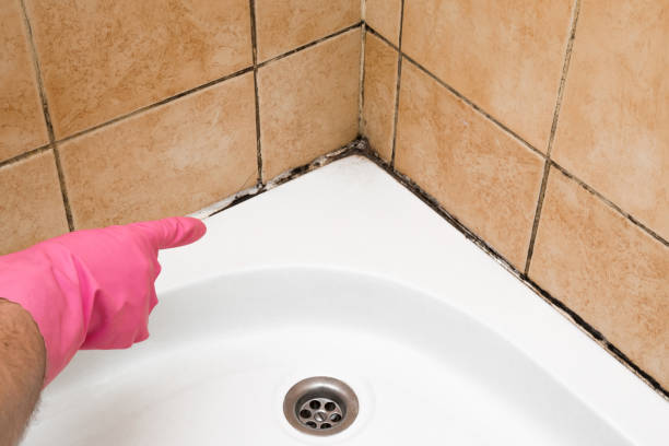 Best Affordable Mold Removal  in Sweetser, IN